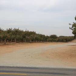 We Could Not Identify Pistachio Trees