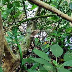 Vermutlich giftig 🐍