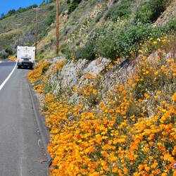 Wunderschöne Blumen am Wegesrand