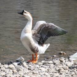 Die Artenvielfalt der Gänse in Belgien ist grossartig
