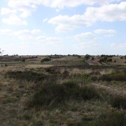 Heidelandschaft im Nationaal Park Veluvezoom