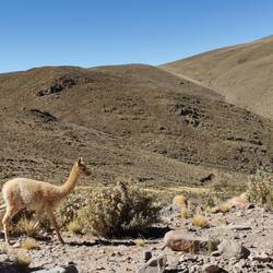 Au Vicunas hets e Huffe am Strosserand
