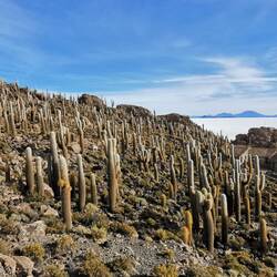 Kaktusinsle mitte im Salz