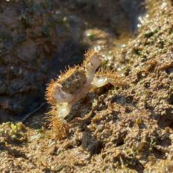 Hairy crab all of an inch prepared to fight Warren.