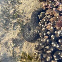 Sea cucumber