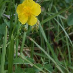 Helianthème jaune ?