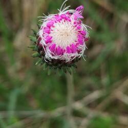 Centaurée en bouton