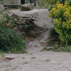 Not sure if he can pass for a Camino dog