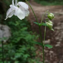 Ancolie blanche