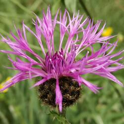 Centaurée