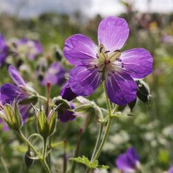 Géranium des bois ou des prés