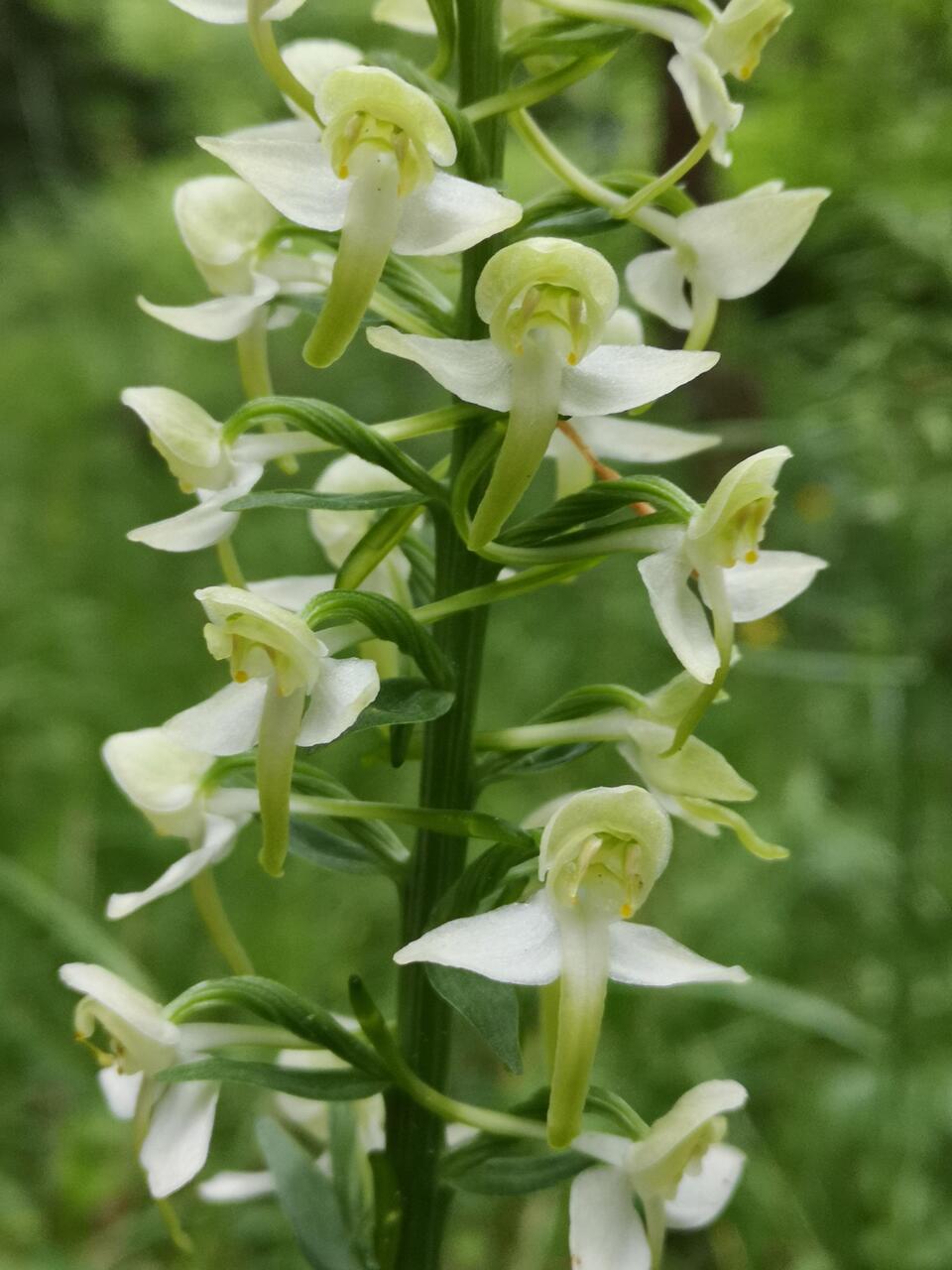 Platanthère à fleurs vertes ou orchis des montagnes
