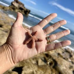 Starfish I saved 😍