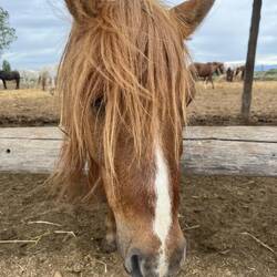 Ein Pferdchen mit meiner Frisur 😁