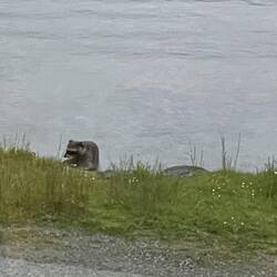 Waschbär vorm Hostel