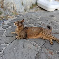 Italian cats refuse to pose