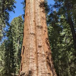 The General Sherman