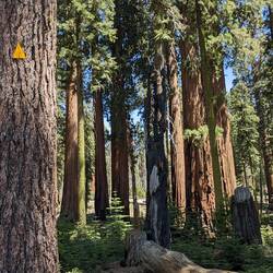 Attention aux pommes de Sequoias