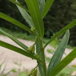 Ça ressemble à du sceau de Salomon et ça en est ! Mais "à feuilles verticillées"