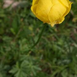 Renoncule boule d'or ou Trolle des montagnes
