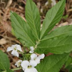 Cardamine à 5 feuilles