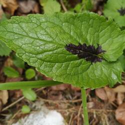 Feuille de raiponce en épis