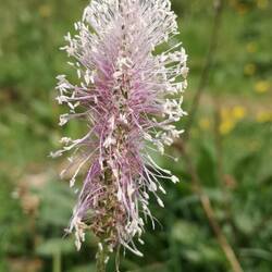Fleur de raiponce en épis
