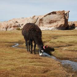 Die Farbig dekorierte Ohre vo de Lamas diene dr Zuewisig zum Besitzer.
