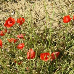 Red poppies everywhere