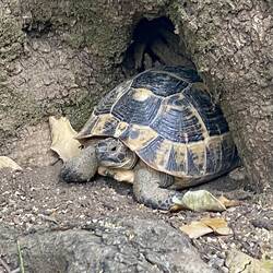 In Hasgebe bin ich doch tatsächlich dieser wunderschönen Schildkröte über den Weg gelaufen. 😍