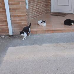 Los Arcos Camino cats