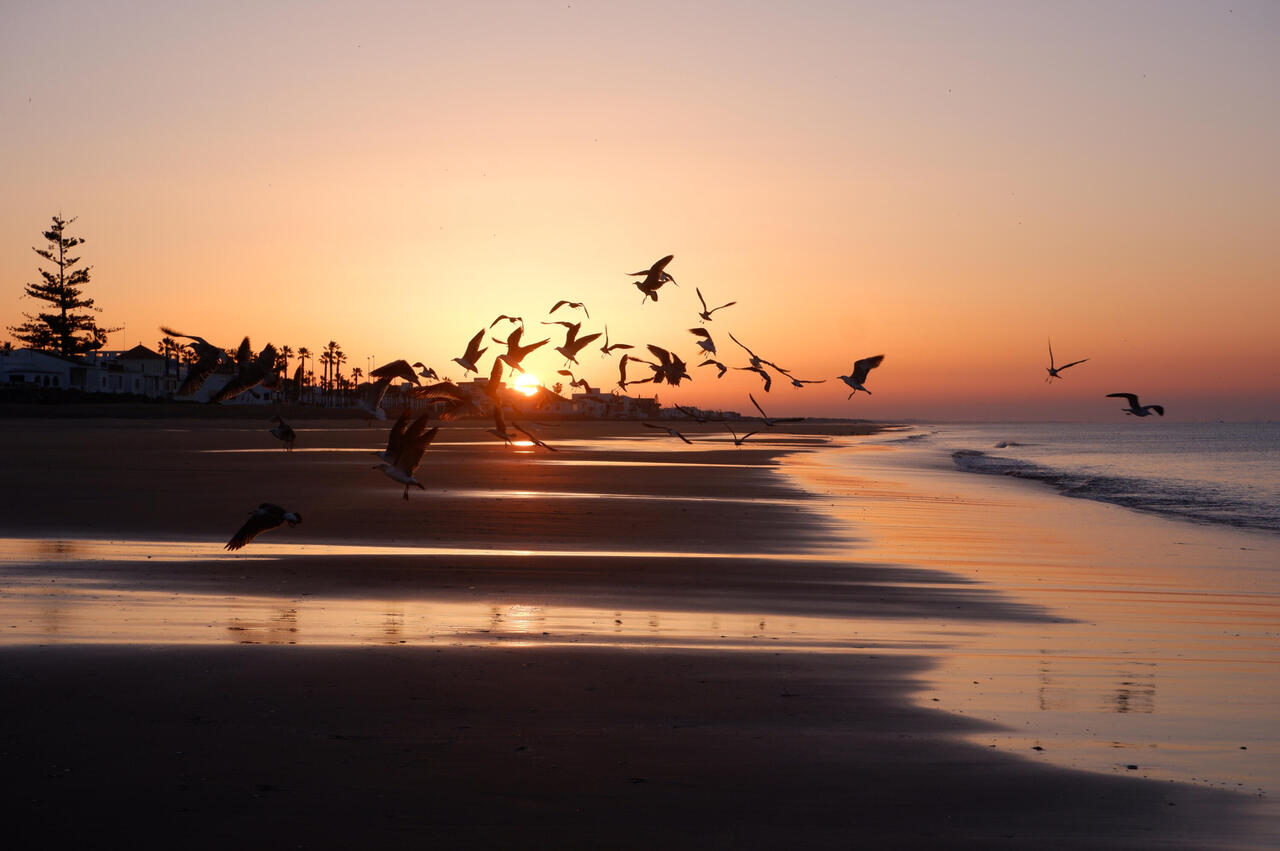 Möwen fliegen in den Sonnenaufgang