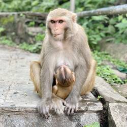 מקדש הקופים 🐒