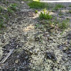 Laisse de pollen dans une flaque après la pluie ?