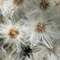 Le doudou du Petasite