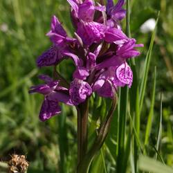 Une orchidée dactylorhiza