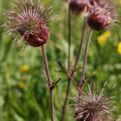 La Benoîte chère à Erik