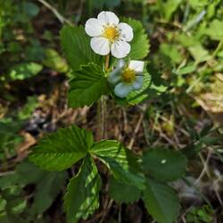 Fraise des bois partout