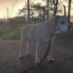 Guten Morgen walk mit Berny (5 uhr)