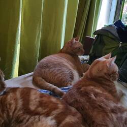 Davi, solva und garfield