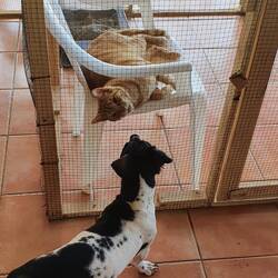 Finn und Chip oder Dale