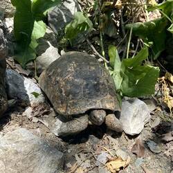 🐢🐢🐢🐢