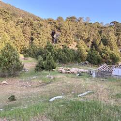 Zwischen mir und meinen Kleidern befand sich plötzlich eine Herde Schafe...