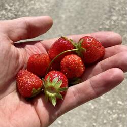 Das Geschenk des feundlichen Lastwagenfahrers!