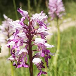 Orchis militaire