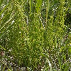 Prêle des bois, pour papy Jacky