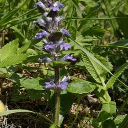Bugle rampante