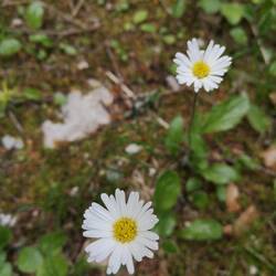 Aster fausse paquerette