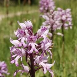 Orchis militaire