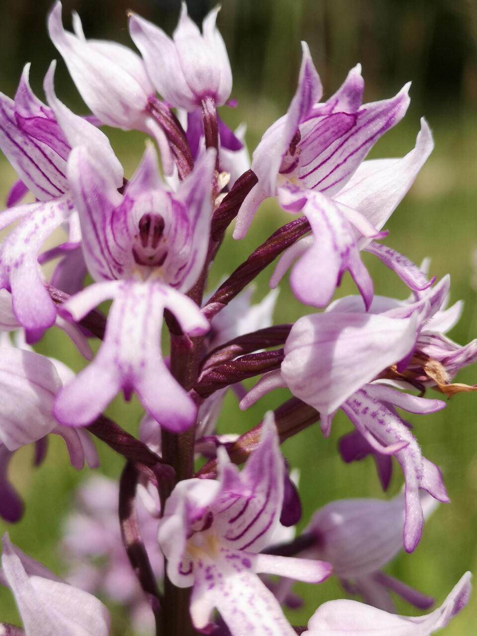 Orchis militaire